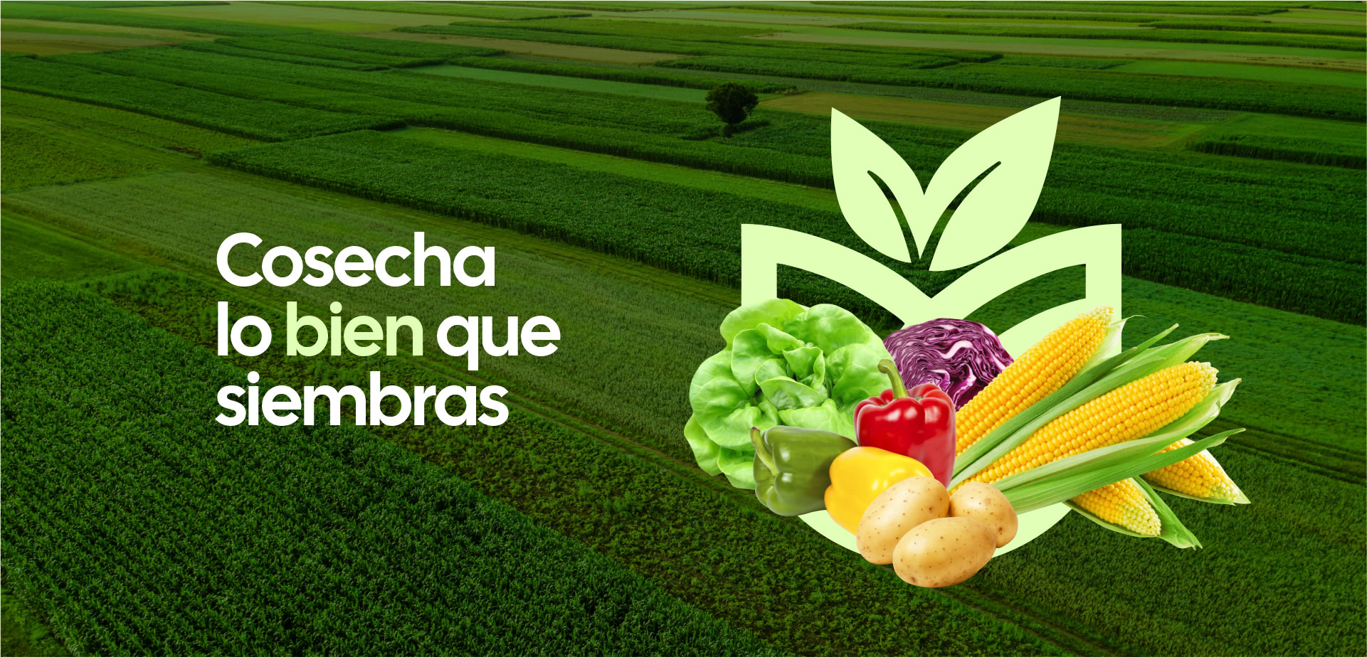 cosecha-lo-bien-que-siembras-fertilizantes-cultvo